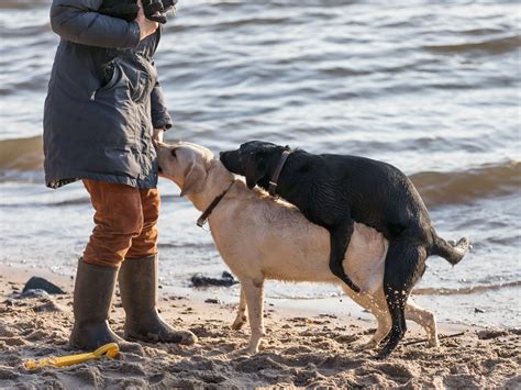 hund sex mit frau|Hunde.